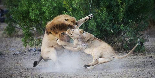 Sư tử cái đã không ngần ngại lao ra tấn công sư tử đực.