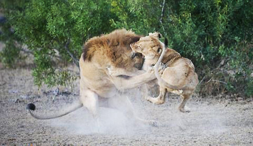 Nó ra sức cào cấu đối phương.