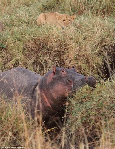 ... cho dù điều đó chẳng dễ dàng gì với thân hình khuềnh khoàng của nó.