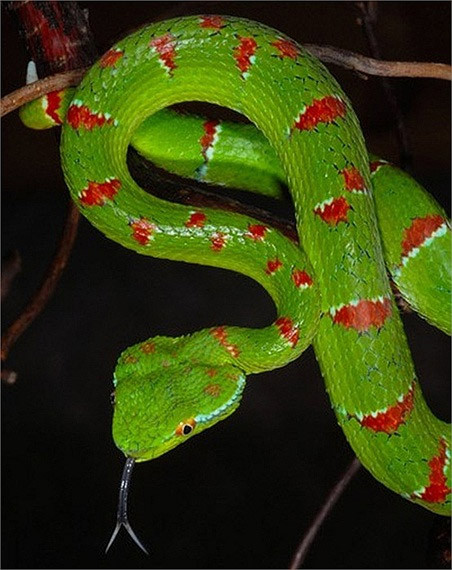 Đặc biệt, mức độ độc của nọc rắn lục đuôi đỏ lên đến mức cao nhất khi nó mang thai.