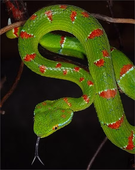 Đặc biệt, mức độ độc của nọc rắn lục đuôi đỏ lên đến mức cao nhất khi nó mang thai.