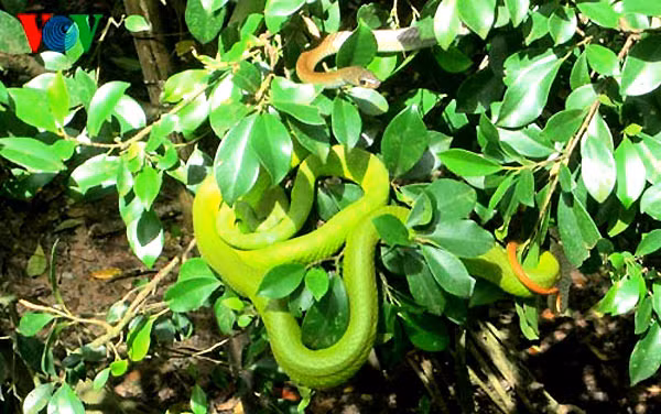 Điều đáng sợ là loài rắn này có màu xanh lá cây nên dễ lẫn vào cây lá, rất khó phát hiện. Vì thế, con người rất dễ đụng phải chúng và bị tấn công bất ngờ.