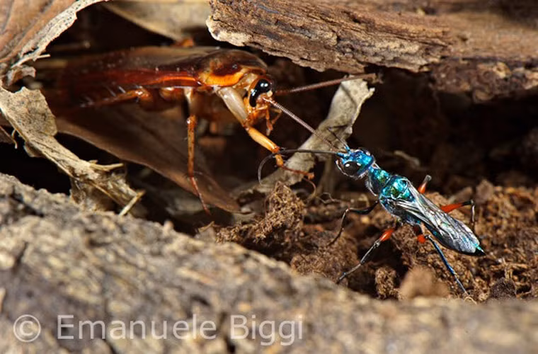  Ong biến gián thành zombie. Tới mùa sinh sản, ong bắp cày Ampulex tìm một con gián, biến chúng thành những cái xác biết nghe lời. Ong tiêm một hóa chất làm gián liệt hai chi trước, rồi tiêm chất độc thần kinh vào não con mồi, nhằm vào khu vực phụ trách điều khiển hành vi. Gián mất khả năng tự kiểm và hành động theo sự điều khiển của ong. Ong Ampulex sẽ đưa gián tới hang, đẻ một quả trứng trên lưng con mồi rồi đem chôn vật chủ cùng trứng. Ấu trùng ong lớn lên bằng cách nhai dần nội tạng gián. Một tháng sau, ong trưởng thành sẽ đục xác vật chủ ra ngoài.