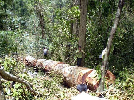 Trừ những cây nghiến cổ thụ có đường kính quá lớn, không cưa và vận chuyển nổi, những cây nghiến to vừa phải đều là đối tượng của lâm tặc.