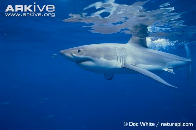 Ở đông bắc Thái Bình Dương, cá mập trắng lớn dường như có một vùng đất sinh sản, ví dụ như đảo Guadalupe ngoài khơi bờ biển Mexico.