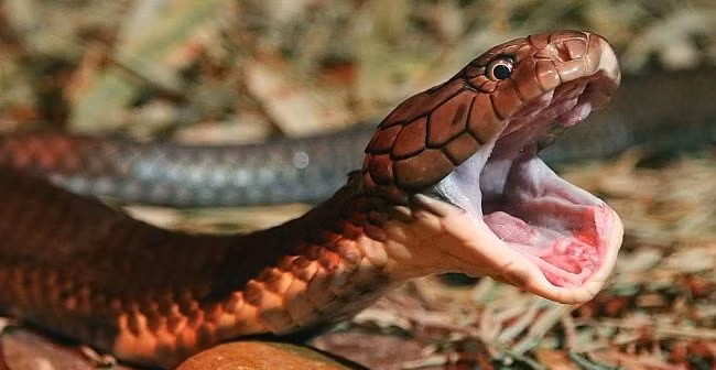 Theo chuyên gia Trung Quốc Yang Hong Chang, người đã 40 năm nghiên cứu về rắn hổ mang, không chỉ rắn mà các loài bò sát đều có thể hoạt động tới 1 giờ sau khi mất một phần cơ thể, thậm chí mất hết phần thân. Khi con rắn mất đầu, các chức năng cơ bản trên cơ thể nó đã chết, nhưng một số phản xạ vẫn còn, như phản xạ cắn và phóng nọc độc.