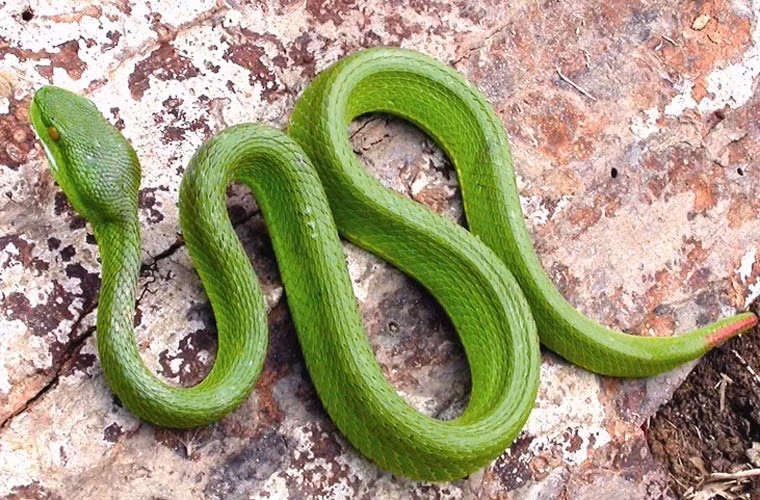 Theo các chuyên gia, loài này bùng phát mạnh như vậy là do nhiều nguyên nhân: nạn phá rừng khiến chúng mất môi trường sống, các loài ăn thịt rắn lục bị diệt, các loài là thức ăn cho rắn cũng hiếm hoi, khiến chúng phải mò vào khu dân cư.