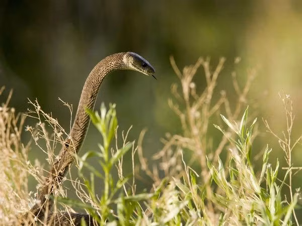 Với chiều dài từ 2,5 tới 4,45 m, Mamba đen (Dendroaspis polylepis) là loài rắn bò nhanh nhất thế giới, đạt vận tốc 16 – 20 km/h.