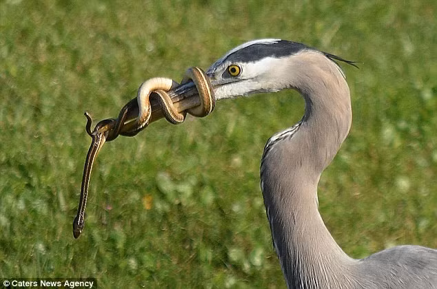 Nhưng con rắn không phải mục tiêu dễ dàng, bởi nó cuộn thân quanh mỏ con diệc khiến đối thủ không thể xơi nó ngay lập tức.