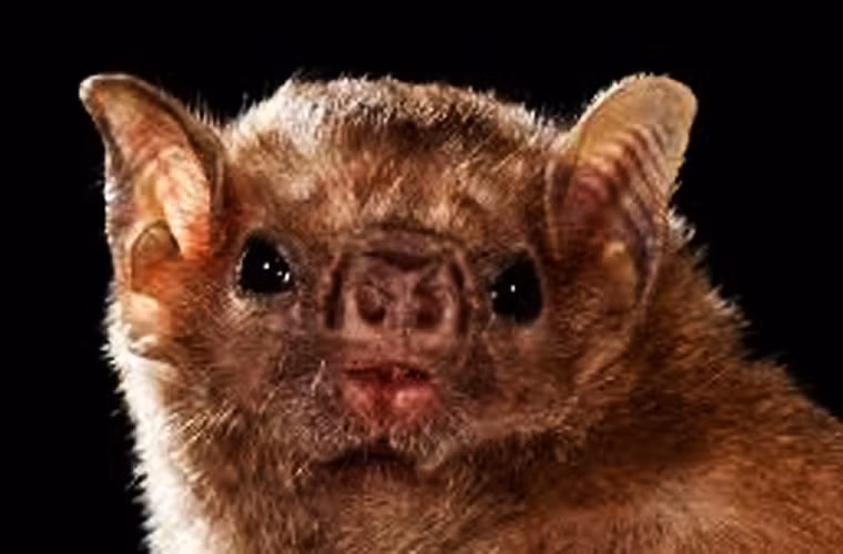 Một bằng chứng nữa của “tình cảm” giữa loài dơi là tập tính chải lông cho nhau, thường là giữa mẹ và con, nhưng cũng có trường hợp dơi trưởng thành chải chuốt cho nhau. Sự âu yếm này thường đi kèm với việc chia sẻ thức ăn.