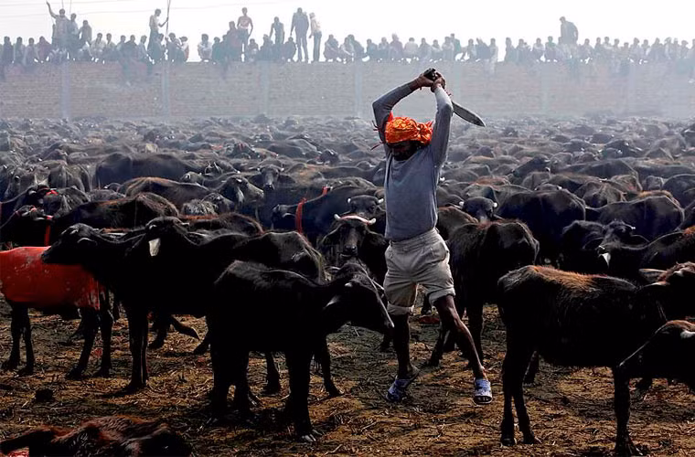 Trước khi sát tế lũ trâu, các thầy tế trong đền sẽ cầu nguyện và tự trích máu mình. Sau đó, người ta dùng dao lớn chặt đầu những con trâu, chất vào một cái hố lớn để cúng tế nữ thần Gadhimai. Phần thịt và da được bán cho các thương lái.