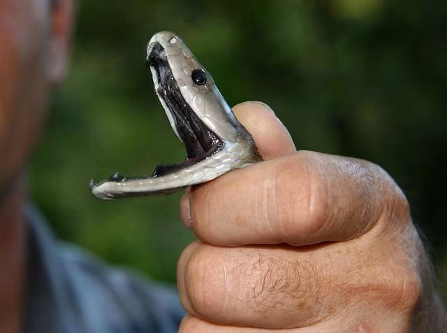 Da của Mamba đen có màu nâu. Sở dĩ người ta gọi chúng là Mamba đen vì miệng của chúng có màu đen.