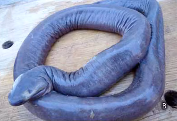 Phải đến năm 2012, Atretochoana eiselti mới được công bố sau khi các nhà khoa học xác định chúng thuộc một loài mới rất hiếm gặp.