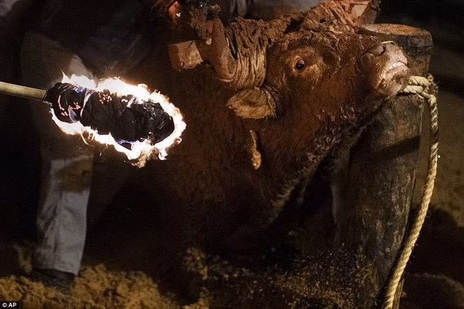 Cũng ở Tây Ban Nha, lễ hội Toro de Jubilo cũng là nỗi kinh hoàng của loài bò tót. Lễ hội được tổ chức ở làng Medinaceli, đông bắc Madrid.