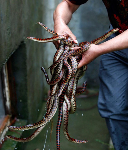 Giám đốc Yang bắt một số con rắn trong trang trại của ông. Theo ông, người dân trong làng chẳng những bán rắn cho các cơ sở trong nước, mà còn xuất khẩu chúng sang nhiều nước khác - như Mỹ, Đức, Hàn Quốc, Nhật Bản.