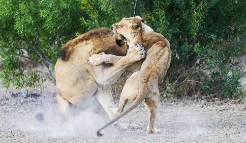 Ngay khi con sư tử đực lại gần, sư tải cái xông ra gầm gừ, hòng đuổi kẻ quấy rối ra xa.