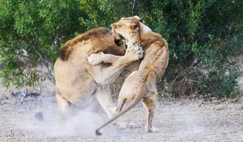 Ngay khi con sư tử đực lại gần, sư tải cái xông ra gầm gừ, hòng đuổi kẻ quấy rối ra xa.