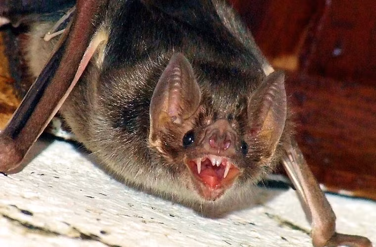 Trong vòng chừng hai giờ sau khi ăn xong, loài dơi quỷ thông thường về nơi trú ẩn và nghỉ ngơi suốt đêm để tiêu hóa hết.