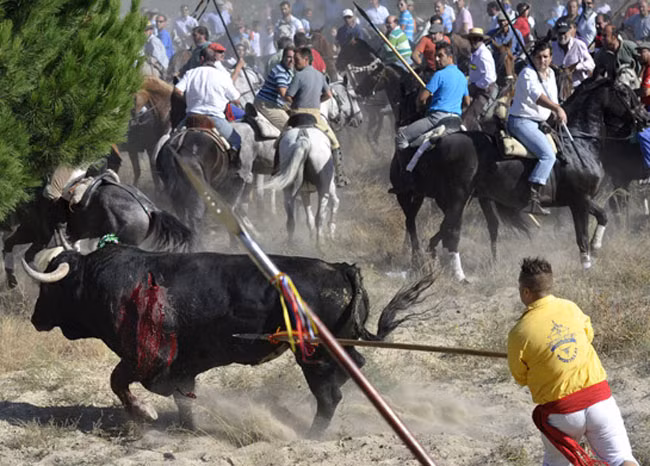 Trong lễ hội, một chú bò tót được thả ra đường, và hơn 100 người đàn ông cầm lao sắc nhọn đuổi theo, dồn nó về một cây cầu ở thị trấn Tordesillas. Cây cầu này là tử địa đối với con vật.