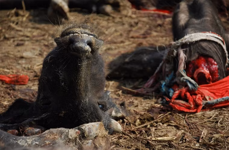 Lượng động vật bị giết một cách dã man trong lễ hội quá lớn khiến nó bị Tổ chức Bảo vệ quyền động vật PETA chỉ trích kịch liệt trong nhiều năm qua.