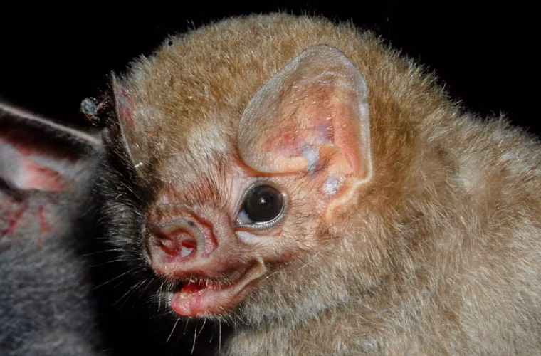 Một con dơi quỷ cái nặng chừng 40 gram nhưng nó có thể tiêu thụ tới 20 gram máu trong một lần hút kéo dài 20 phút. Cấu trúc cơ thể và đặc điểm sinh lý giúp chúng tiêu hóa nhanh số máu ăn được để bay đi.