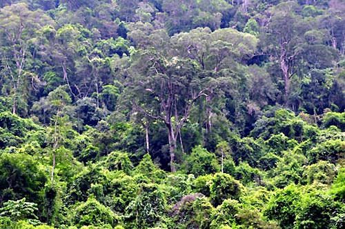 Cây nghiến cổ thụ được định tuổi bằng các phương pháp khoan tăng trưởng, đối chứng thực tế, so sánh với tăng trưởng của các cây gỗ nghiến mọc tái sinh tự nhiên liền kề.