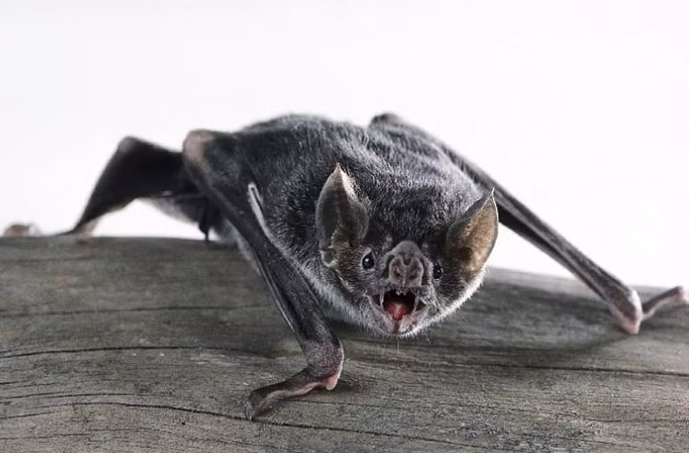 Nước bọt của dơi quỷ đóng chứa các hợp chất chống đông máu và chống sự co thắt của các mạch máu gần vết thương, khiến máu liên tục rỉ ra.