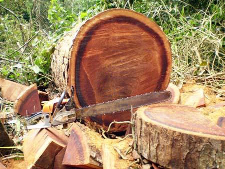 Hiện trường lâm tặc bỏ lại. Nếu trót lọt, những cây nghiến lớn này bị biến thành thớt, đem bán ra thị trường. Bảo vệ cây nghiến cũng như các loài cây gỗ khác đang là vấn đề cấp thiết ở Việt Nam.