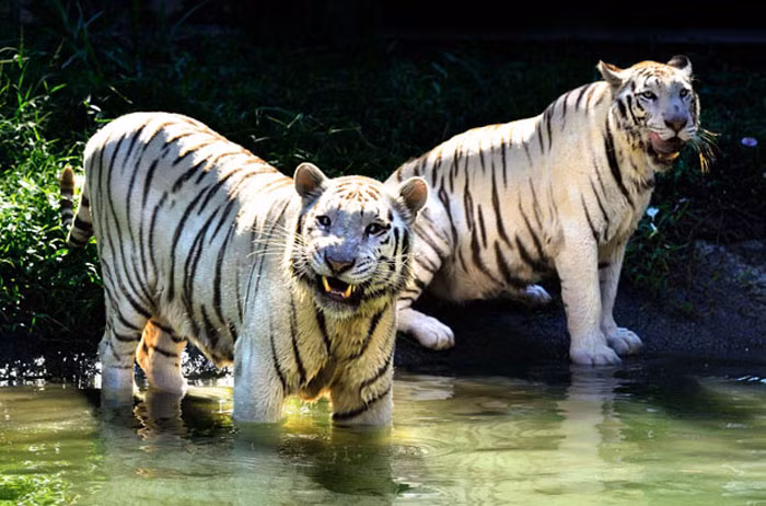 Hổ trắng rất hiếm vì chúng không phải là một loài riêng biệt, cũng không phải là những con hổ mắc chứng bạch tạng.