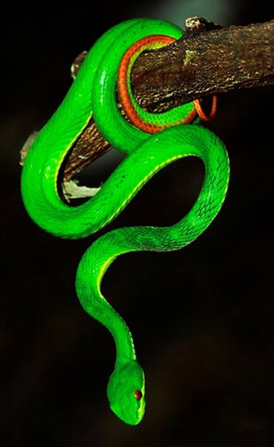 Ngoài ra, rắn lục đuôi đỏ không phải đối tượng để dân nhậu săn lùng, cũng không được dùng làm thuốc nên cứ mặc sức sinh sôi nảy nở. Đó là chưa kể loài này đẻ một lúc 12-16 con, rắn con vừa ra đời đã khỏe như rắn trưởng thành.