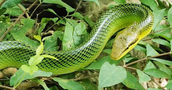 Thậm chí, chuyên gia Barbara Medford, thuộc Trung tâm Lady Bird Johnson Wildflower (Mỹ), khẳng định rằng, loài rắn có khả năng thích nghi tốt với môi trường, từ vùng sa mạc cho tới miền nhiệt đới, nên khó có loại cây nào đuổi được rắn. Nhiều tài liệu khoa học cũng khẳng định, ngay cả những loại cây được cho là kỵ rắn cũng không đuổi được chúng hoàn toàn.