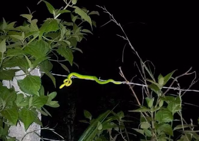 Nguyên nhân đáng lưu ý khác là rắn thường sống ở những khu vực rừng núi, hoặc nơi có nhiều cây cối rậm rạp nhưng hiện nay rừng đã bị con người tàn phá nghiêm trọng, cây cối ở các khu vực thì bị dọn dẹp để xây đường, xây nhà.