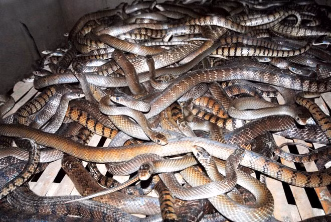 TS Đặng Huy Huỳnh, Chủ tịch Hội Động vật học, cho hay, tại Việt Nam có khoảng 151 loài rắn, riêng rắn lục đuôi đỏ có khoảng 700 loại khác nhau.