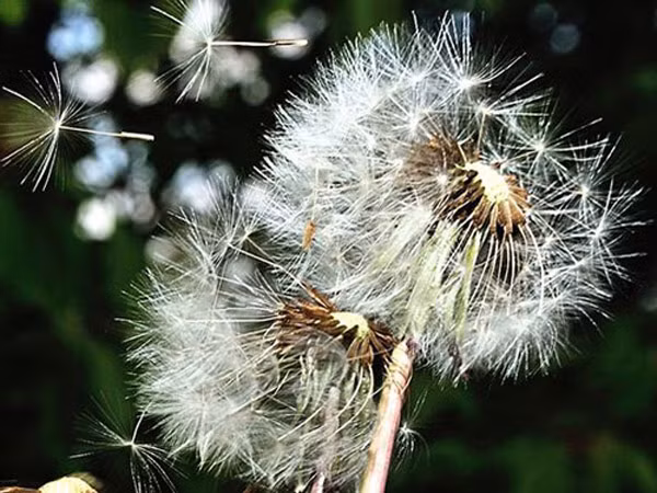 Cây bồ công anh lấp kín cả ống tai Ranran. Mặc dù có nguy cơ chảy máu trong nhưng các bác sĩ vẫn phải phẫu thuật. Theo bác sĩ, môi trường ấm và ẩm ướt trong tai cung cấp đủ điều kiện để hạt giống nảy mầm, phát triển bình thường.