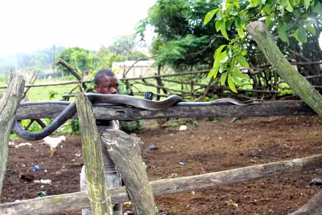 Do bò nhanh hơn người chạy nên chúng là hiểm họa lớn đối với người.