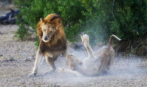 Nhưng chúng đã không thể đạt được mục đích. Sư tử cái đã kịp thời trốn thoát.