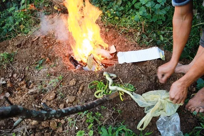 “Chúng ta nên đào hố chôn xác rắn cho sạch sẽ vì rắn là loài ăn chuột, nếu chúng ta vứt xác rắn bừa bãi cũng là nguy cơ lây dịch hạch từ chuột”, tiến sĩ Huỳnh nhấn mạnh.