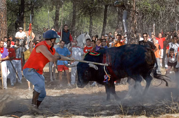 Lễ hội Toro De La Vega ở Tây Ban Nha: Độ dã man, đẫm máu của lễ hội này khiến nó từng bị cấm trước khi được phục hồi vào năm 1999.