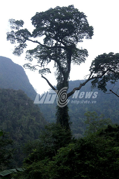 Cây nghiến khổng lồ cao vọt lên ở rừng răng cưa, Hà Giang.