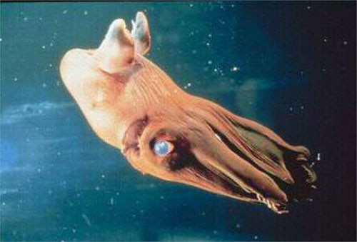 Mực hút máu sở hữu 8 chiếc xúc tu cùng với 2 sợi tua dài, đôi mắt rất to. Thức ăn của chúng chủ yếu là ấu trùng, trứng, tảo, xác của các sinh vật phù du...