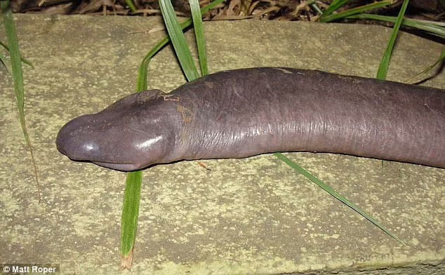 Trông nó kỳ dị, đáng sợ với cái đầu bẹp làn da trơn tái nhợt, và nhiều người cho rằng vẻ ngoài của chúng rất giống “của quý” đàn ông.