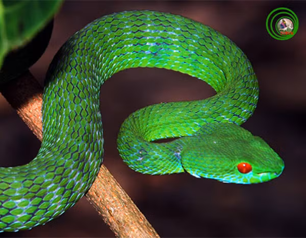 Riêng với rắn lục, tiến sĩ Nguyễn Quảng Trường cho biết, nọc độc của nó không tác động lên hệ thần kinh, mà thường tác động lên hệ tuần hoàn, gây rối loạn đông máu, sưng nề hoặc hoại tử.