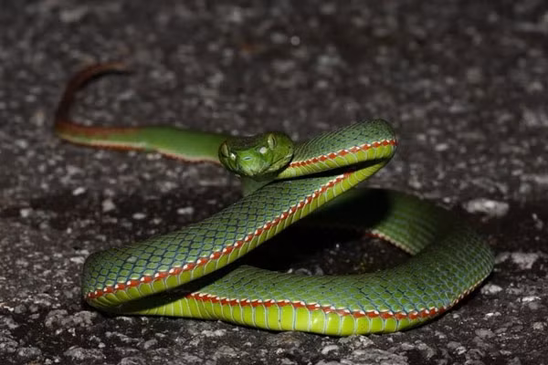 Mấy tháng gần đây, rắn lục đuôi đỏ phát triển mạnh ở các tỉnh miền Trung, từ Nghệ An đến Quảng Ngãi, Quảng Nam, Đà Nẵng, Phú Yên...