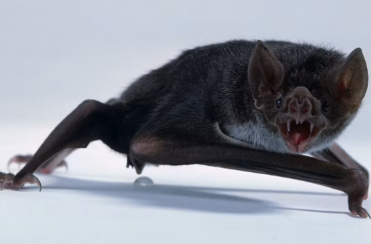 Răng cửa của dơi quỷ không có men răng nên giữ được độ sắc bén. Các răng nanh và răng hàm giúp xén bớt lông vật chủ khi cần.