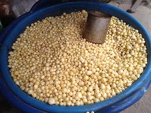 Chính vì nhà nhà mua củ nén ngăn rắn lục đuôi đỏ nên mặt hàng này đang bán đắt như tôm tươi, giá cả cũng vì thế mà tăng vùn vụt.