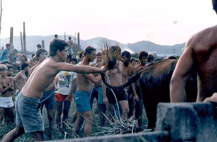 Còn nếu bị người tóm được, con bò sẽ bị đâm vào ngực hoặc chặt chân. Đó là vì trong lễ hội này, con bò tượng trưng cho quỷ Satan. Và khi đuổi bắt được nó, người ta phải trừng phạt, tiêu diệt quỷ theo cách ghê gớm nhất, không được để thoát.