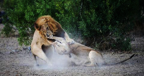 Sau đó, hai con sư tử đực khác cũng đến tham gia cuộc chiến với con sư tử cái.