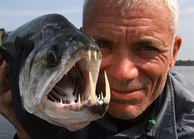 Piranha - loài cá ăn thịt lạnh lùng và tàn khốc: Cá Piranha có những chiếc răng sắc, nhọn, có thể cắn đứt cả kim loại. Chúng là loài cá khát máu. Một con bò sau 15 phút bị cá Piranha tấn công thì chỉ còn lại một bộ xương. Còn nếu là một con người thì chỉ cần 5 phút. Loài cá này sống theo bầy đàn, là loài cá bản địa ở Tây Đại Tây Dương, từ Massachusetts tới Bermuda và Argentina.