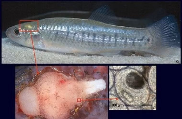  Vũ điệu tử thần của những con cá nhiễm giun. Loài giun Euhaplorchis bắt đầu vòng đời bằng cách tìm tới loài cá Killi, tìm đường vào mang rồi xâm nhập não cá. Chúng tiết ra một chất độc khiến cá nhảy múa như bị "tăng động". Hành vi này của cá sẽ thu hút các loài chim và bị chim ăn thịt. Trứng giun theo đường phân chim ra ngoài, ốc sừng ăn phải, và loài giun tiếp tục vòng đời ký sinh.