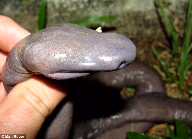 Tiến sĩ Julian Tupan và các cộng sự thuộc công ty điện lực Santo Antonio đã phát hiện 6 cá thể của loài này vào tháng 11/2011.